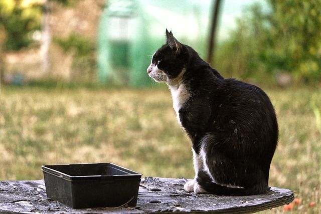 Prise de vue A6000, chat