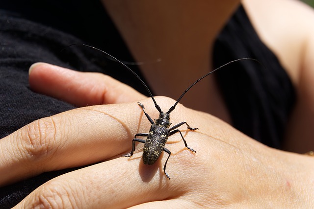 Prise de vue A6000, insecte capricorne