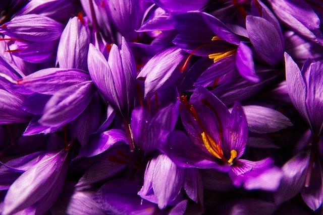 Prise de vue A6000, Fleurs de safran cueillies