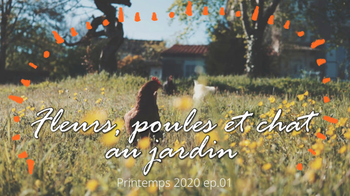 Jardin, fleurs, poules et chat - Sony A6000 et étalonnage - 